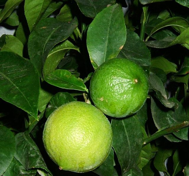 Bergamot orange essential oil mixed with jojoba or olive oil can be used as massage oil mixture that reduces anxiety.