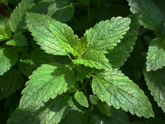 Lemon balm relaxes as well as strengthens the nervous system.