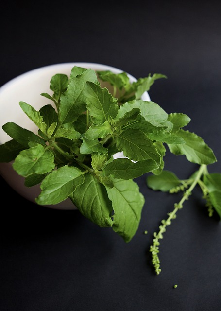 Holy Basil is useful in overcoming fatigue and stress since it improves physical fitness endurance, concentration and memory.