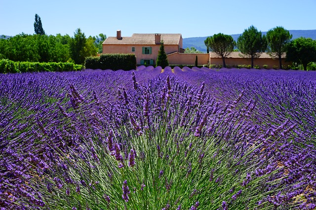 Lavender flowers are appreciated for its soothing and calming effect.