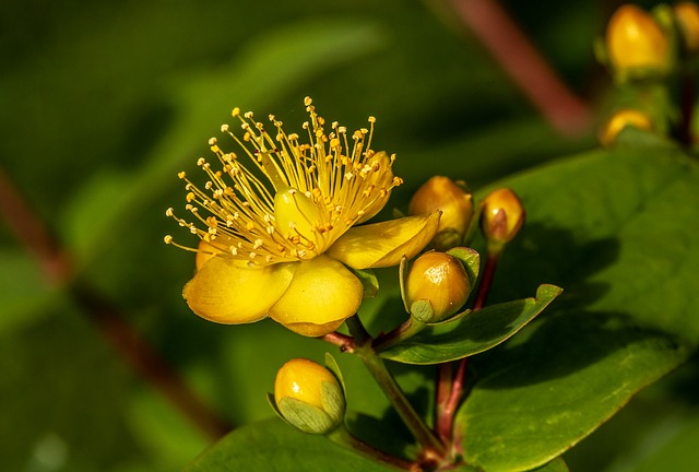 St. John’s Wort is especially effective in treating mild forms of depression, anxiety and nervous agitation...