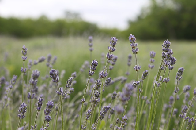 Patients were less anxious while waiting in the dental clinic when they scattered the smell of lavender in the waiting room.