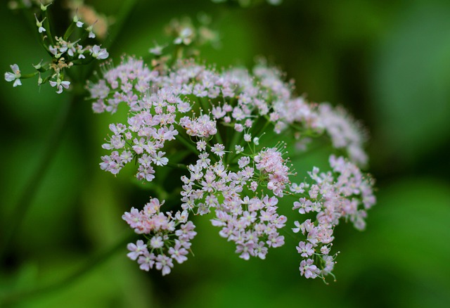 Valerian (Valeriana Officinalis) a recognized remedy for insomnia and anxiety in America since the mid-20th century